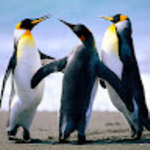 Meet your Posher, Sam